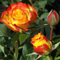 Orange Yellow Rose Flower Seeds for Planting – Heirloom, Non-GMO, High Germination Garden Seeds