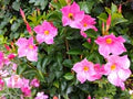 Trepadoras Flower Seeds for Planting – Fragrant Heirloom, Non-GMO, High Germination Garden Seeds