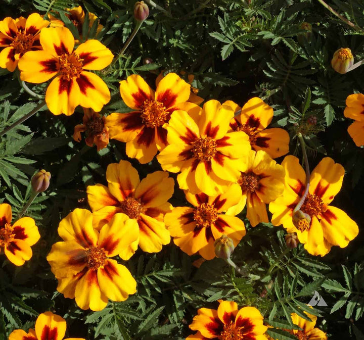 Flower Seeds, Seeds,Seeds For Planting,Plant Seeds