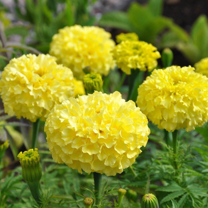 Flower Seeds, Seeds,Seeds For Planting,Plant Seeds