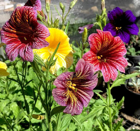 Mixed Salpiglossis Flower Seeds for Planting – Heirloom, Non-GMO, High Germination Organic Garden Seeds