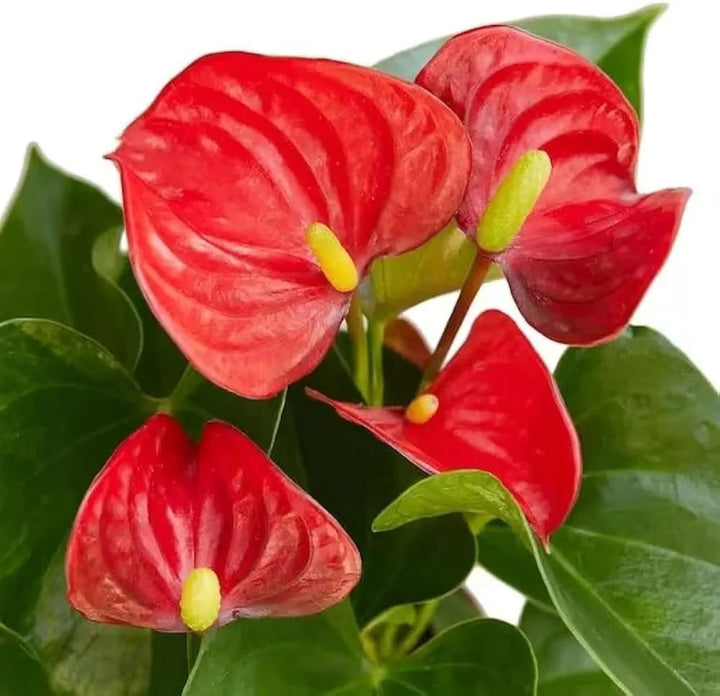 Maroon Anthurium Flower Seeds for Planting – Heirloom, Non-GMO, Colorful Blooms, High Germination Rate