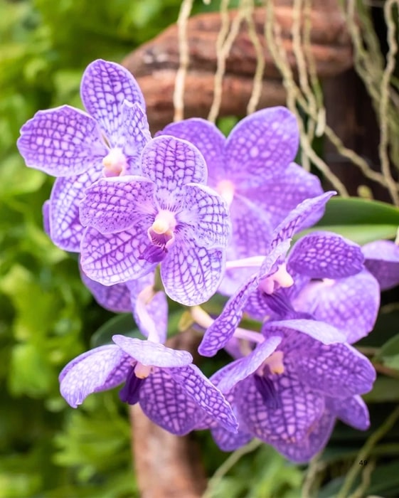 Light Purple Phalaenopsis Orchid Flower Seeds for Planting – Heirloom, Non-GMO, High Germination Seeds