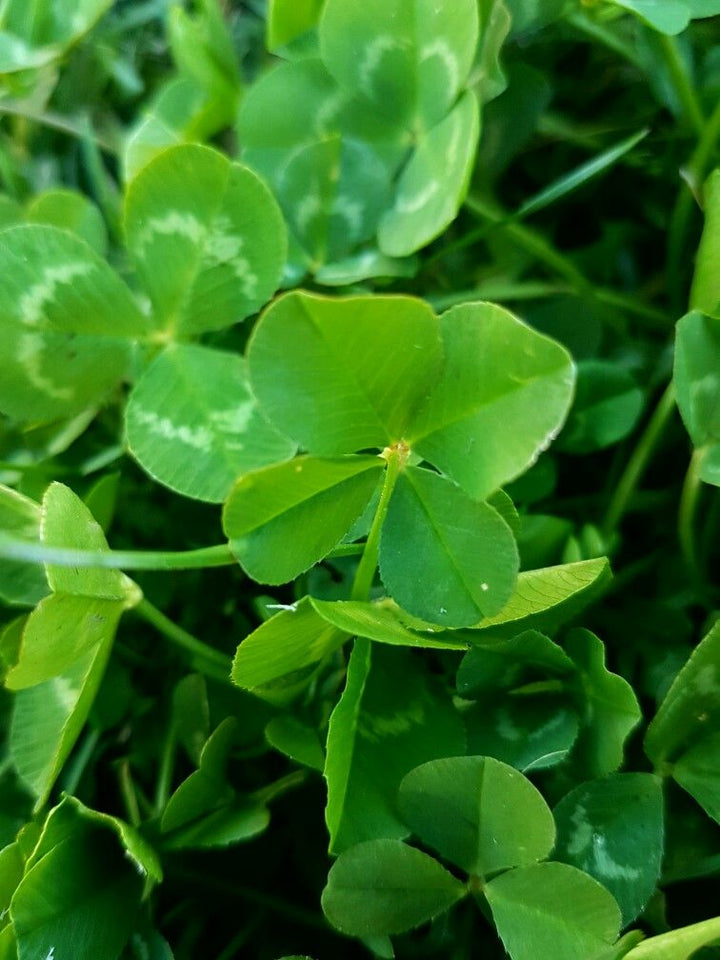 Sky Blue Leaf Clover Herb Seeds – Heirloom, Non-GMO Essential Seeds for Garden Planting