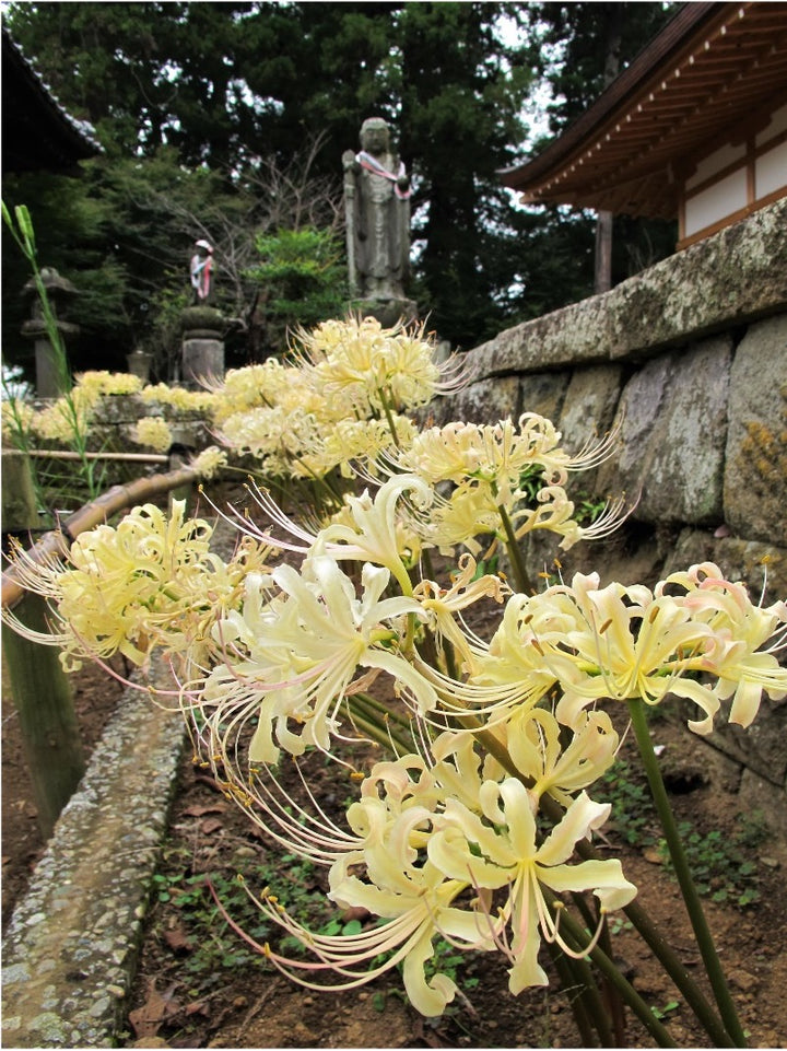 Yellow Higanbana Flower Seeds for Planting – Heirloom, Non-GMO, Bright Blooms, High Germination