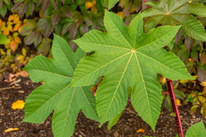 Castor Bean Seeds for Planting – Heirloom & Non-GMO Bold Ornamental Foliage Variety