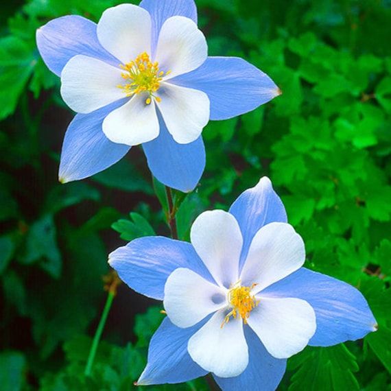 White Blue Aquilegia Flower Seeds for Planting – Heirloom, Non-GMO, High Germination Organic Garden Seeds