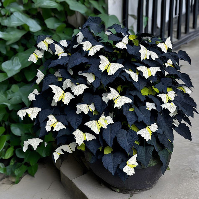Grow Elegant Cream &amp; Black Begonia Blooms with Unique Charm