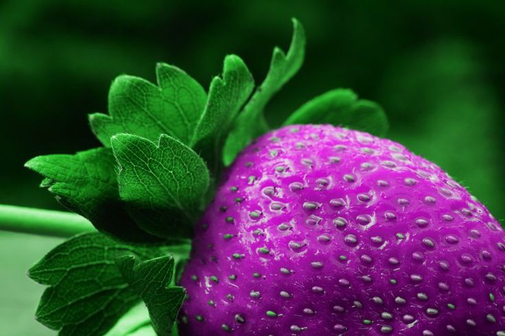 Purple Strawberry Fruit Seeds for Planting – Heirloom, Non-GMO Rare Flavorful Garden Berry Seeds