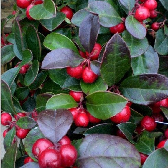 Red Gaultheria seeds for planting - Heirloom & Non-GMO aromatic berry fruit garden seeds