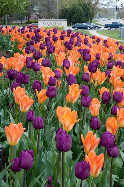 Orange Purple Tulip Flower Seeds for Planting – Heirloom, Non-GMO, High Germination Organic Garden Seeds