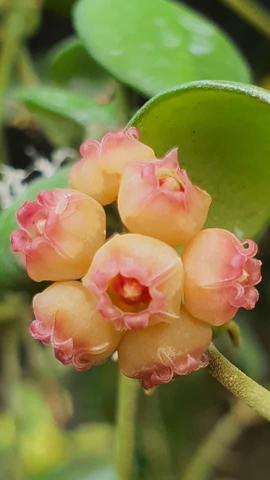 Peach Hoya Flower Seeds – Cut Flower Favorite, Heirloom & Non-GMO Seeds for Planting Home Garden