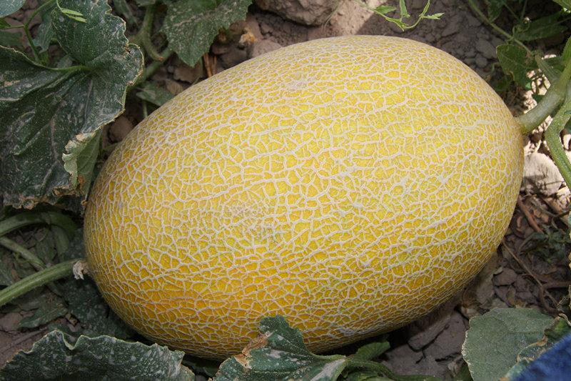 Yellow Musk Melon fruit seeds for planting - Heirloom & Non-GMO Garden seeds