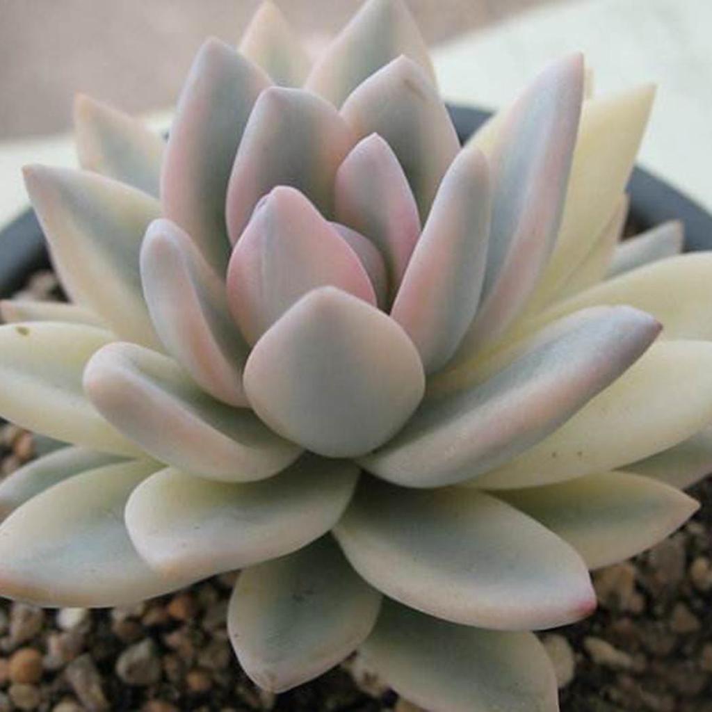 Flower Seeds, Seeds,Seeds For Planting,Plant Seeds