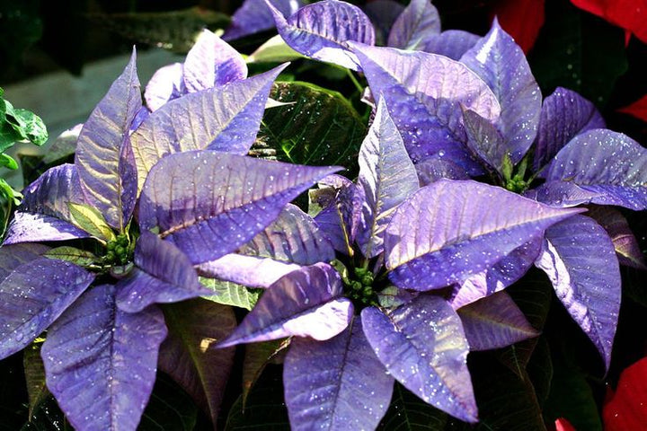 Violet Poinsettia Flower Seeds for Planting – Heirloom, Non-GMO, Vibrant Colors, High Germination