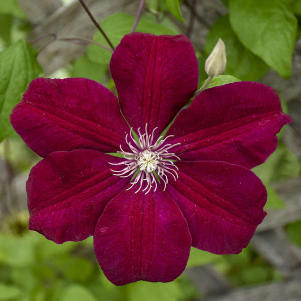 Red Clematis Flower seeds for Planting – Vibrant Colors, Heirloom &amp; GMO Free Seeds for Home Garden