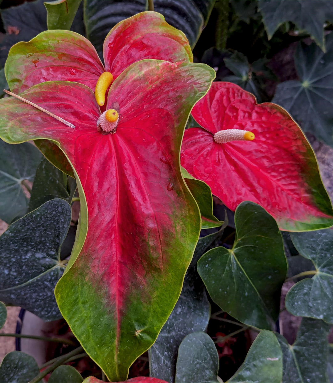 Red & Green Anthurium Flower Seeds for Planting – Heirloom, Non-GMO, High Germination Organic Garden Seeds