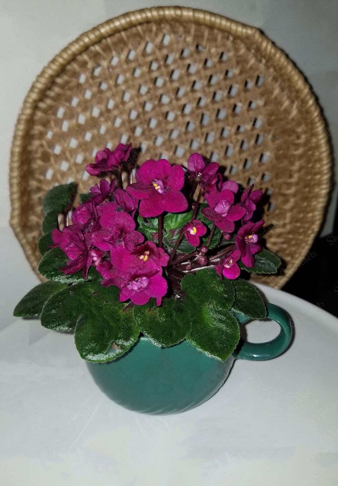 Dark Red Mini Violet Flower Seeds for Planting – Heirloom, Non-GMO, Low Maintenance Garden Seeds