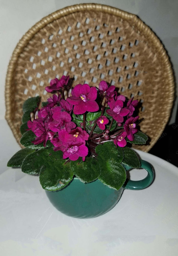 Dark Red Mini Violet Flower Seeds for Planting – Heirloom, Non-GMO, Low Maintenance Garden Seeds