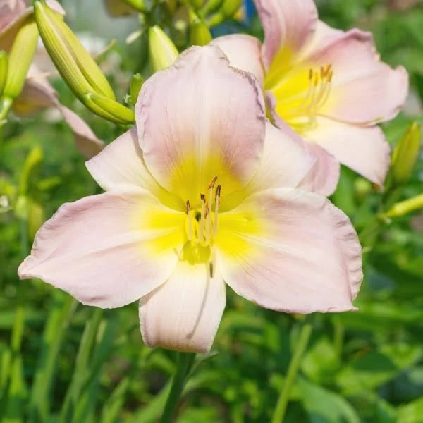 Cream Hemerocallis Flower Seeds for Planting – Heirloom, Non-GMO, Cut Flower Favorite, High Germination