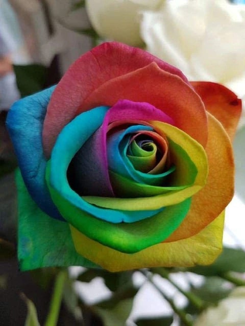 Mixed Holland Rose Flower Seeds for Planting – Heirloom, Non-GMO, High Germination Organic Garden Seeds