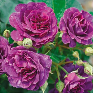 Flower Seeds, Seeds,Seeds For Planting,Plant Seeds