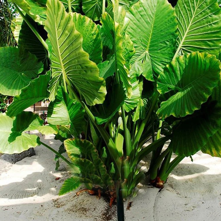 Green Giant Taro Seeds for Planting – Heirloom, Non-GMO, Tropical Edible Root Crop – High Germination