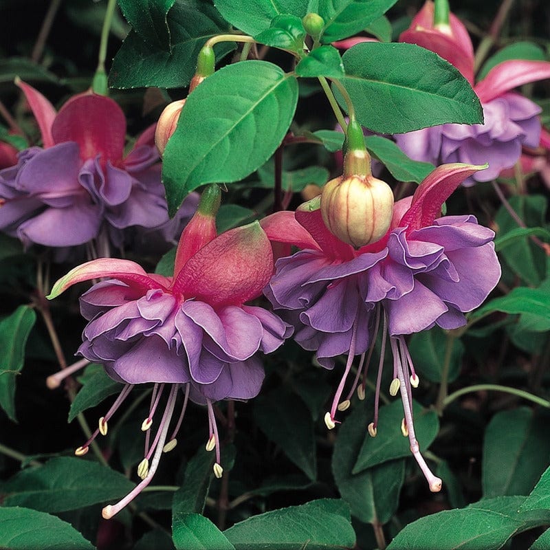 Fuchsia Flower Seeds for Planting Light Violet – Easy to Grow, Heirloom, Non-GMO, High Germination Organic Garden Seeds