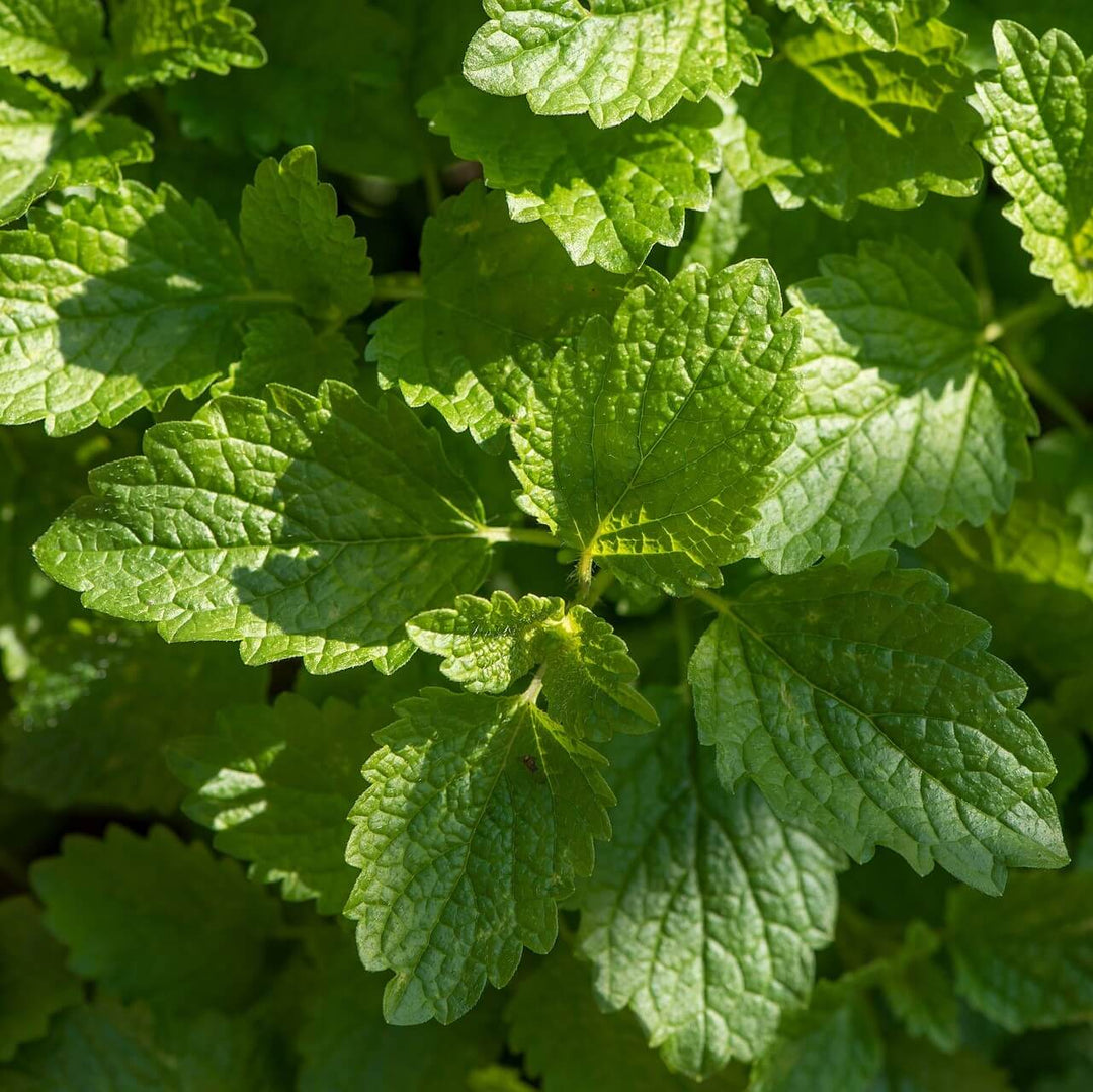 Lemon Balm Mint Herb Seeds for Planting – Heirloom, Non-GMO Seeds Recommended for Culinary Gardens