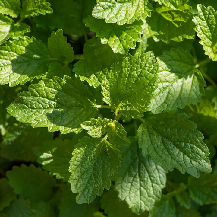 Lemon Balm Mint Herb Seeds for Planting – Heirloom, Non-GMO Seeds Recommended for Culinary Gardens
