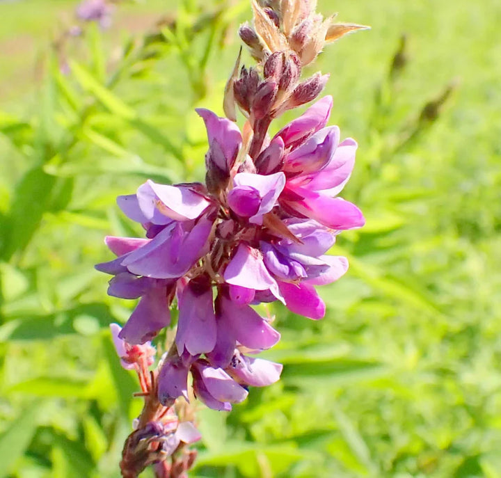 Flower Seeds, Seeds,Seeds For Planting,Plant Seeds