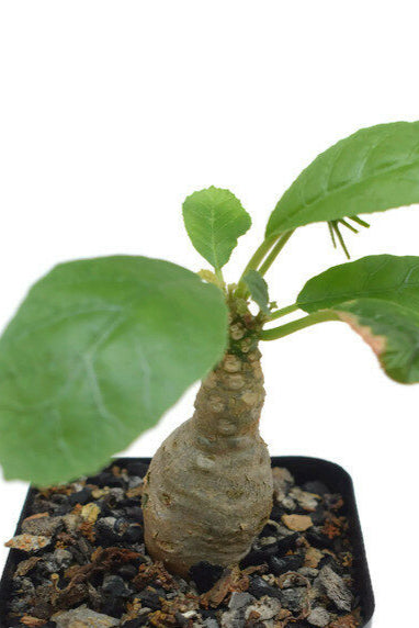 Green Dorstenia Foetida Herb Seeds for Planting – Heirloom, Non-GMO, Organic Garden Seeds with High Germination