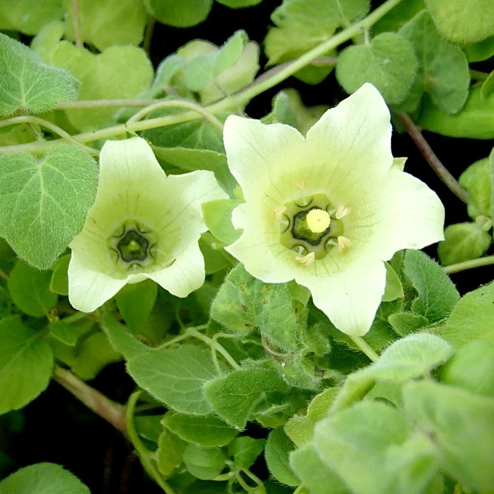 Flower Seeds, Seeds,Seeds For Planting,Plant Seeds