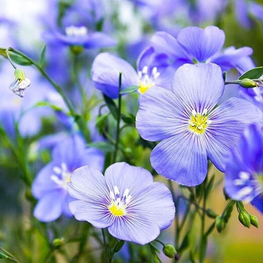 Blue Linum Lewisii Flower Seeds for Planting – Perennial Wildflower with Vibrant Sky-Blue Blooms