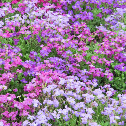 Flower Seeds, Seeds,Seeds For Planting,Plant Seeds