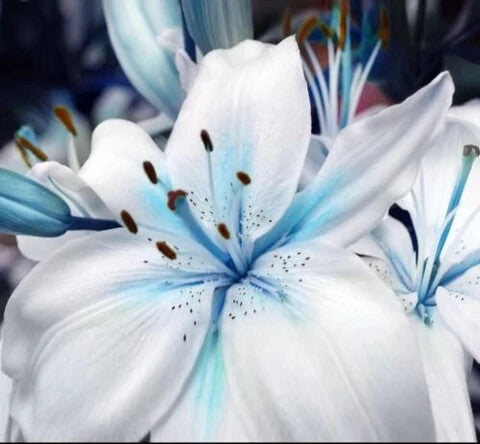 Blue White Lilium Flower Seeds for Planting – Heirloom Non-GMO, High Germination Organic Garden Seeds