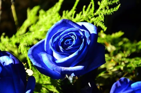 Rose Flower Seeds for Planting Dark Blue – Low Maintenance, Heirloom, Non-GMO, High Germination Organic Garden Seeds