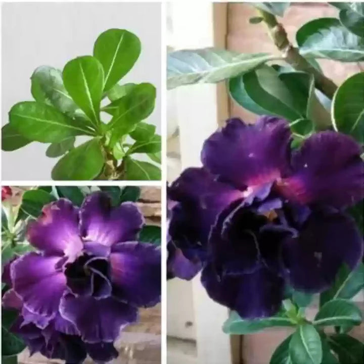 Purple Adenium Obesum Flower Seeds for Planting – Heirloom, Non-GMO, High Germination Organic Garden Seeds