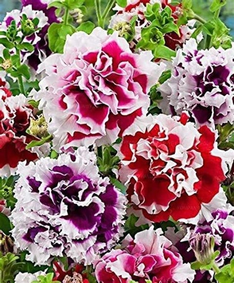 Double Oblique Petunia Flower Seeds for Planting - Heirloom, Non-GMO, High Germination Organic Garden Seeds