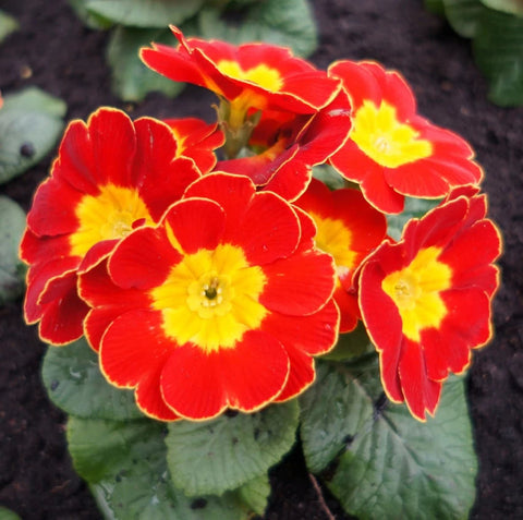 Flower Seeds, Seeds,Seeds For Planting,Plant Seeds