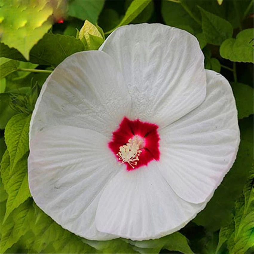 Flower Seeds, Seeds,Seeds For Planting,Plant Seeds