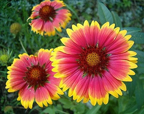 Gaillardia Aristata Flower Seeds for Planting – Heirloom Non-GMO, High Germination Organic Garden Seeds