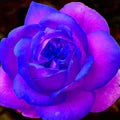 Blue Pink Rose Flower Seeds for Planting – Heirloom, Non-GMO, High Germination Organic Garden Seeds