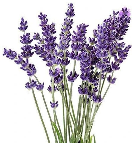 Heirloom Lavender Flower Seeds for Planting – Seasonal Bloomer, Non-GMO, Organic Garden Seeds