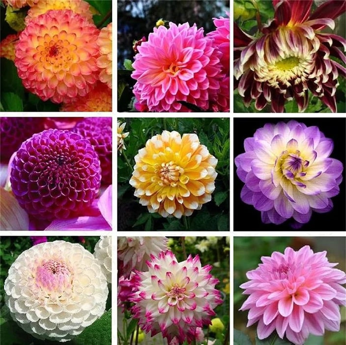 White Mixed Dahlia Flower Seeds for Planting - Heirloom, Fragrant, Non-GMO, High Germination Seeds