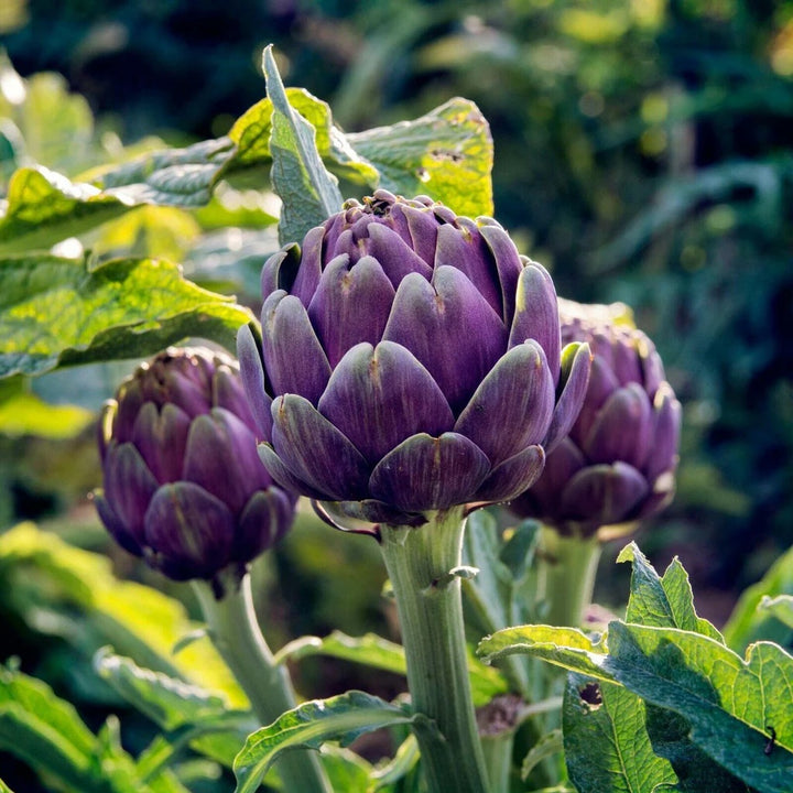 Purple Romagna Plant Seeds for Planting – Heirloom &amp; Non-GMO Herb Seeds for Gourmet &amp; Ornamental