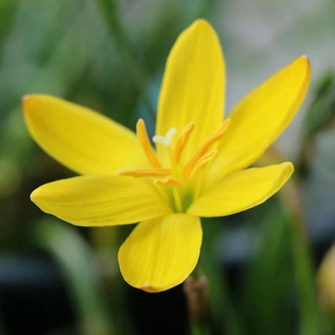 Flower Seeds, Seeds,Seeds For Planting,Plant Seeds