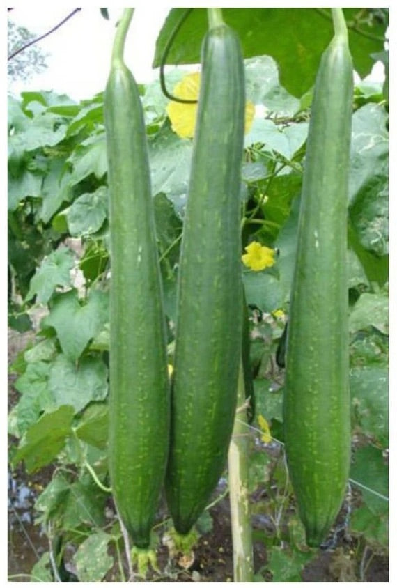 Towel Gourd Vegetable Seeds for Planting – Heirloom & Non-GMO Garden Seeds