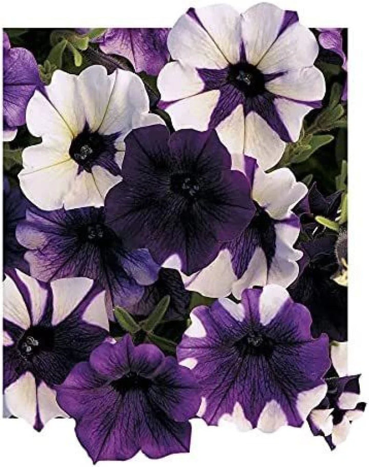 Flower Seeds, Seeds,Seeds For Planting,Plant Seeds
