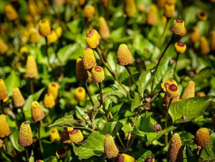 Toothache Plant Seeds – Heirloom Non-GMO Medicinal Herb Seeds for Planting, Organic Garden Seeds, High Germination